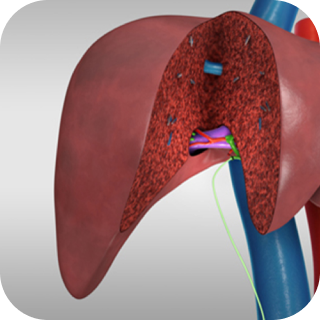 Lebertransplantationschirurgie